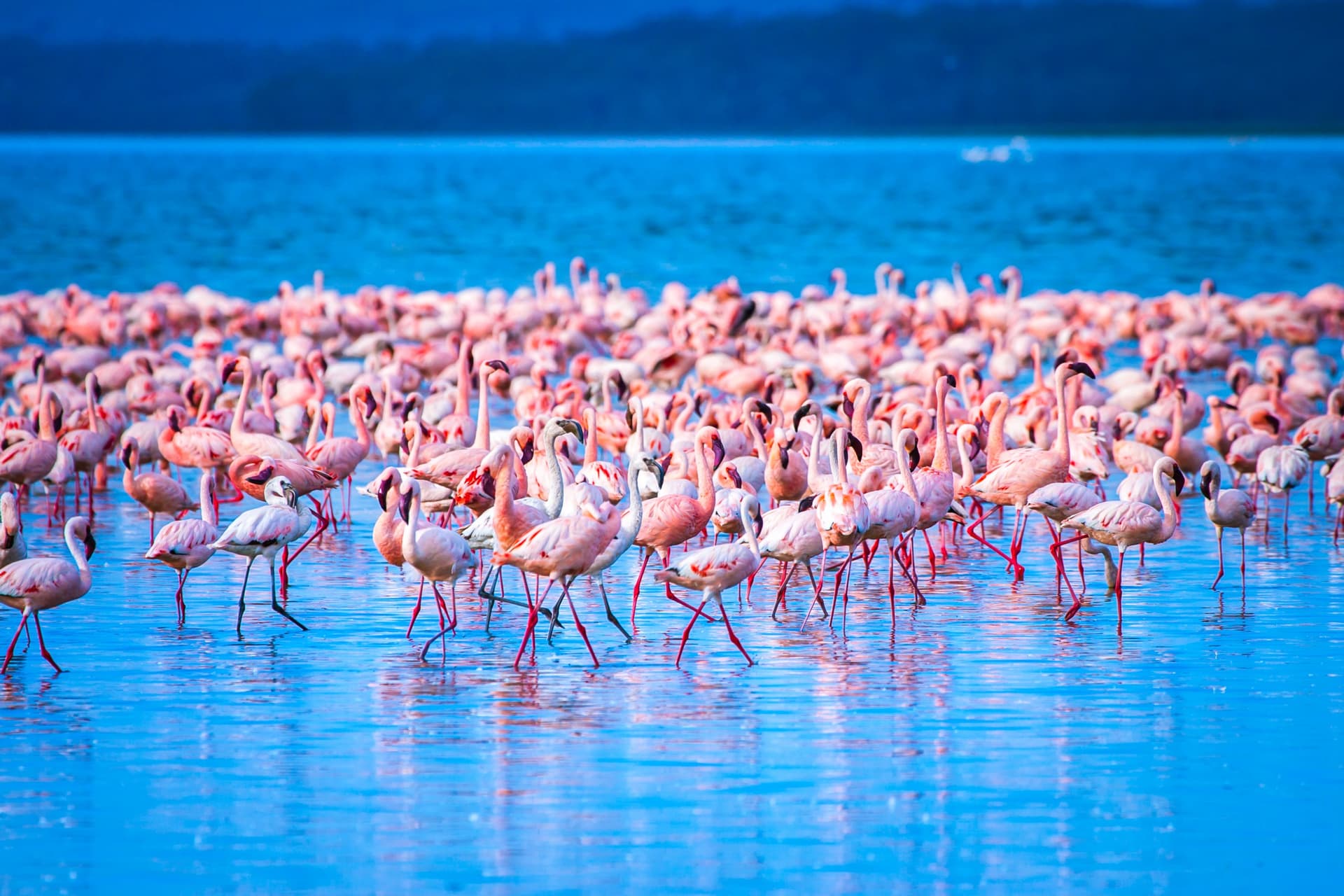 Parque Nacional del Lago Nakuru